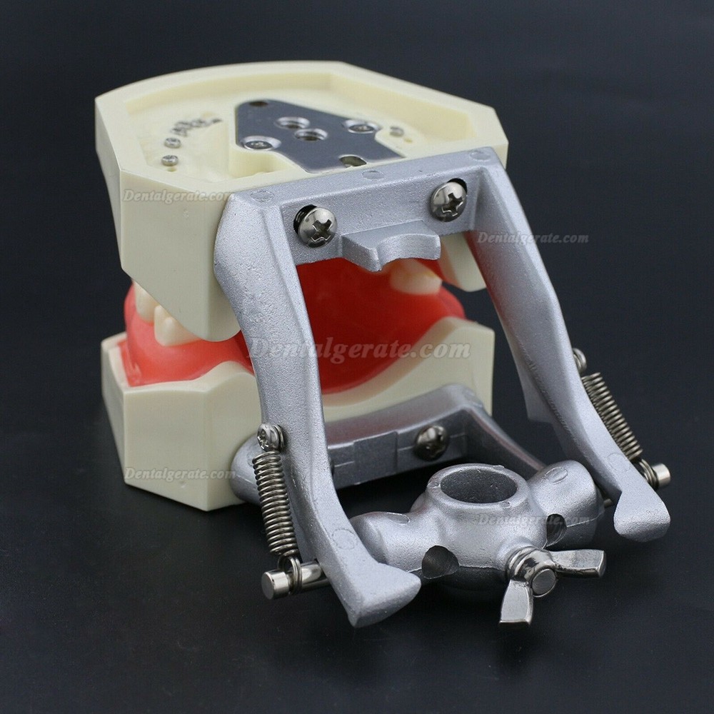 Zahnmodelle Arbeitsmodelle im Artikulator M8011/M8012 Kompatibel Nissin Kilgore 200